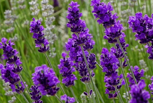 http://linkcuatui.net/uploads/template59/Hoa-lavender.jpg
